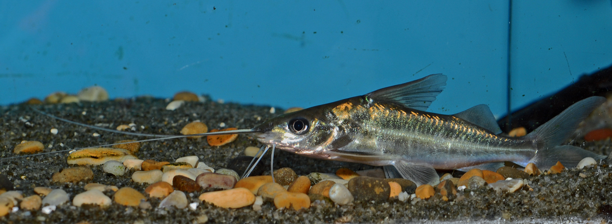 Brachyplatystoma vaillantii