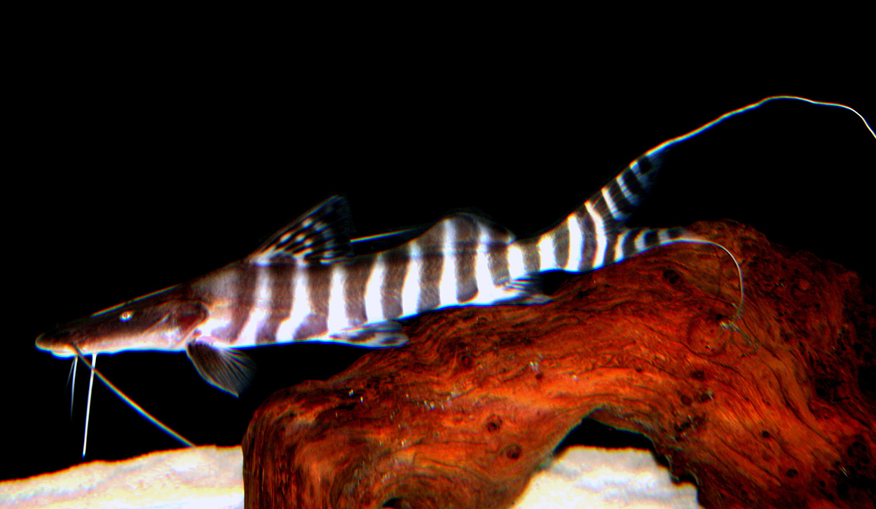 Brachyplatystoma tigrinum
