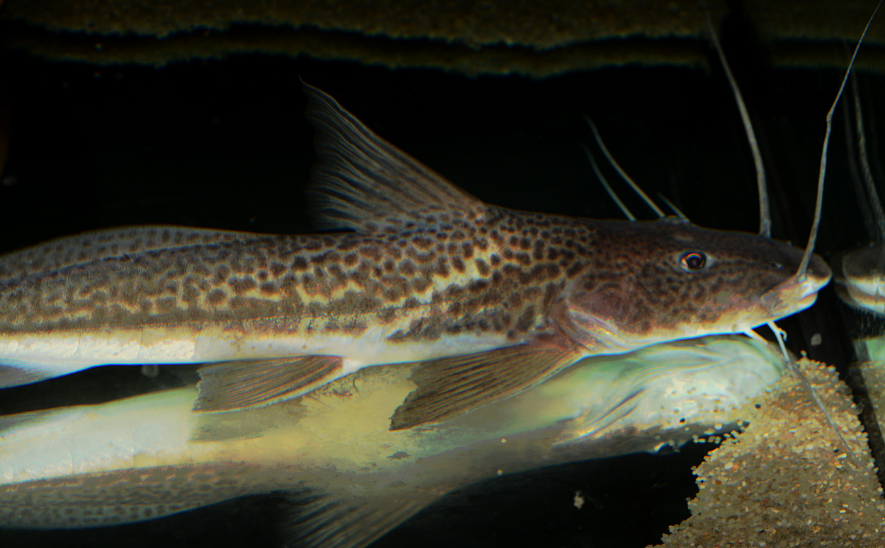 Luciopimelodus pati