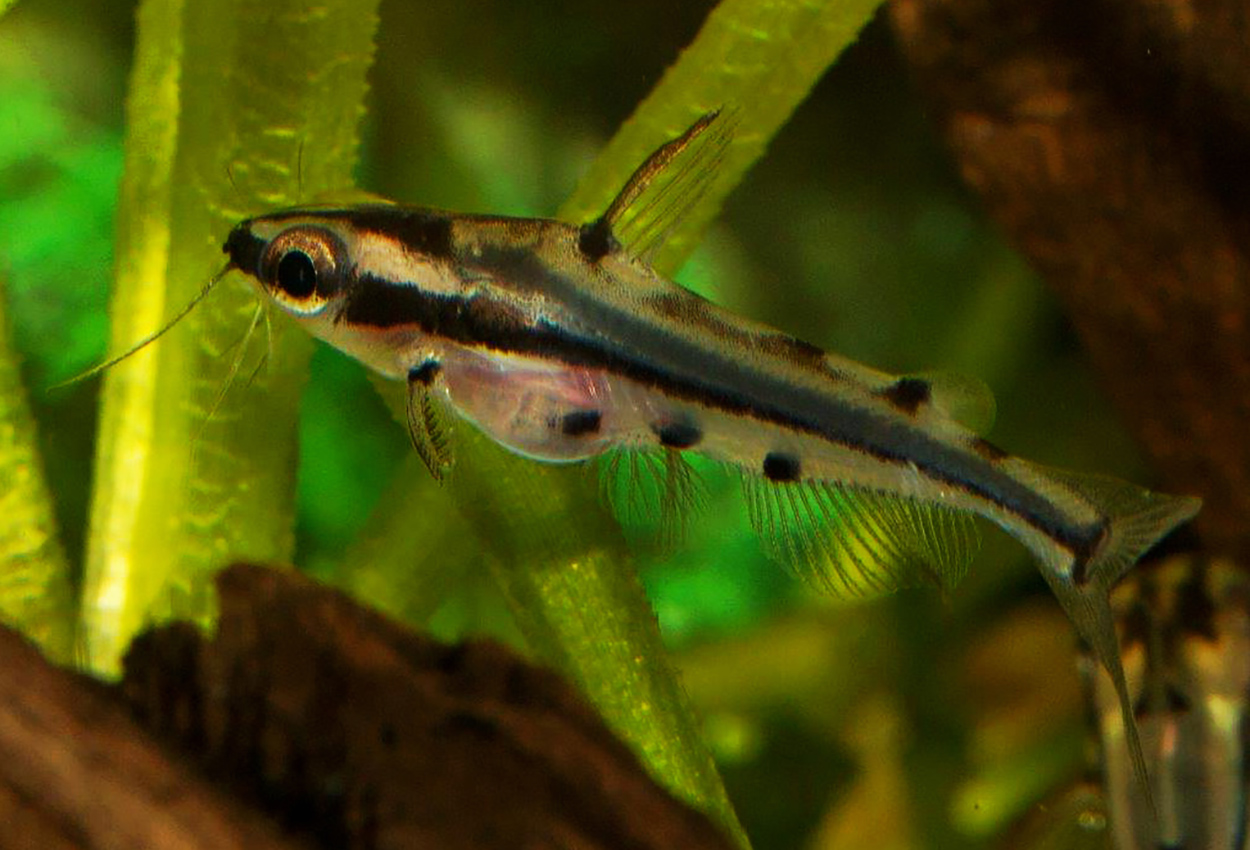 Hyalobagrus flavus