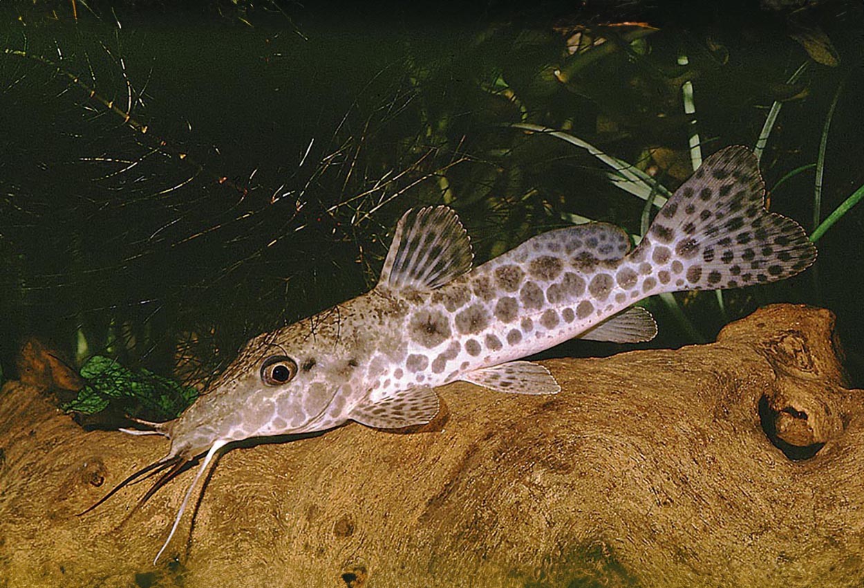 Auchenoglanis occidentalis