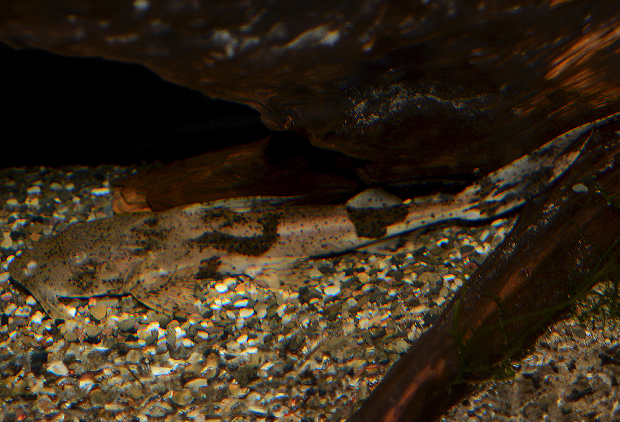 Bagarius bagarius