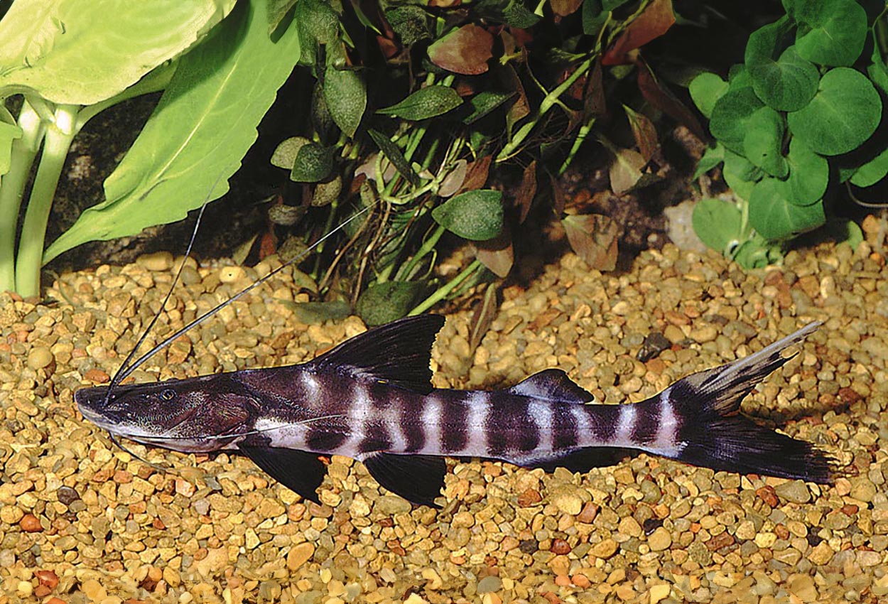 Brachyplatostoma juruense