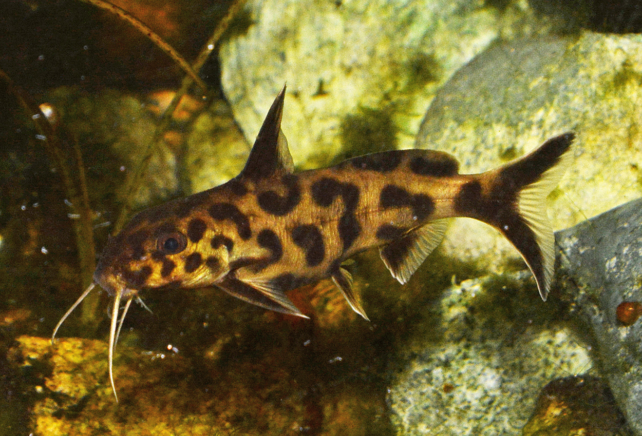 Synodontis lucipinnis