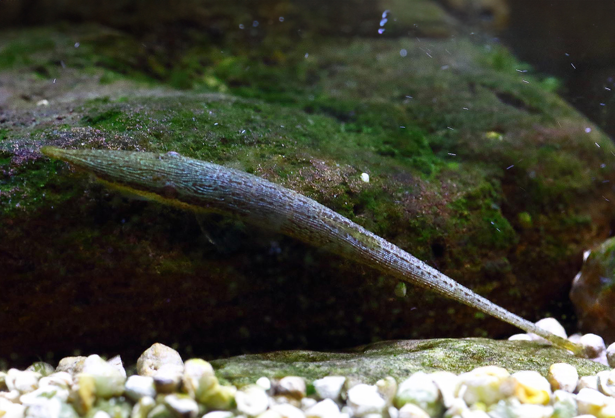Acestridium dichromum