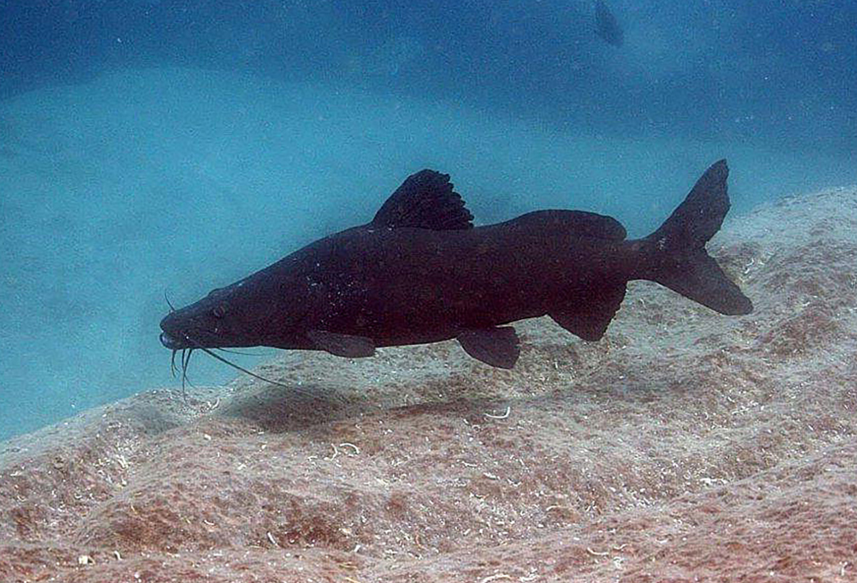 Bagrus meridionalis