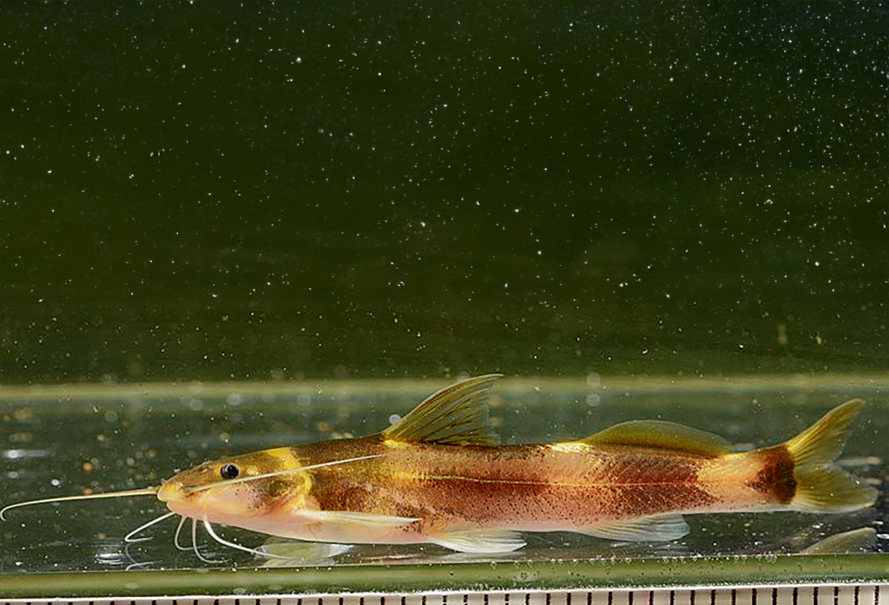 Cetopsorhamdia molinae