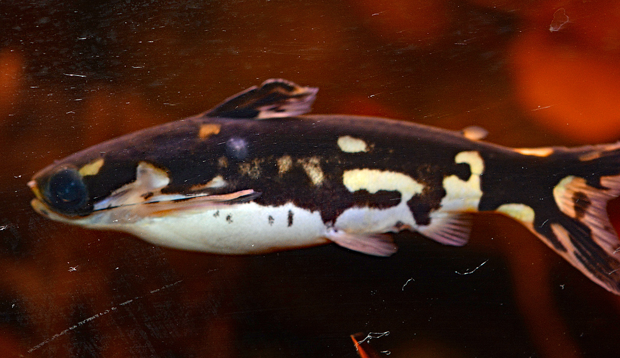 Tatia musaica