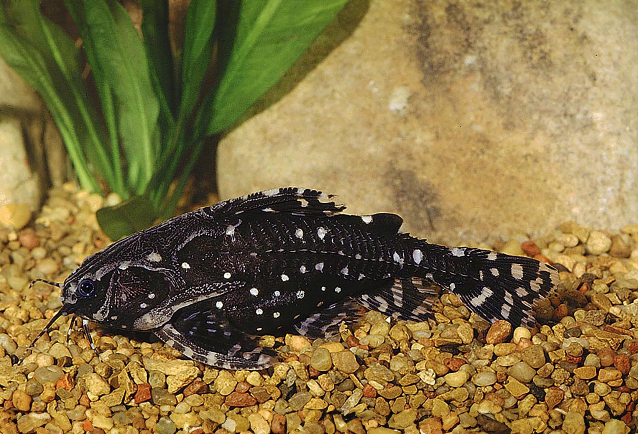 Agamyxis pectinifrons