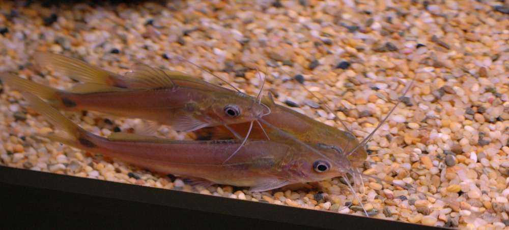 Mystus nigricans