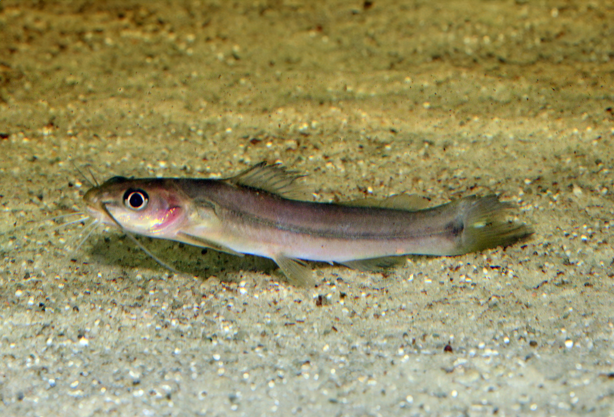 Mystus canarensis