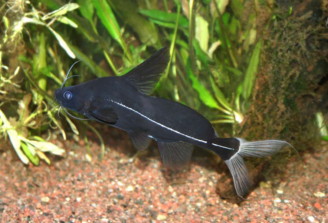Bagrichthys macracanthus