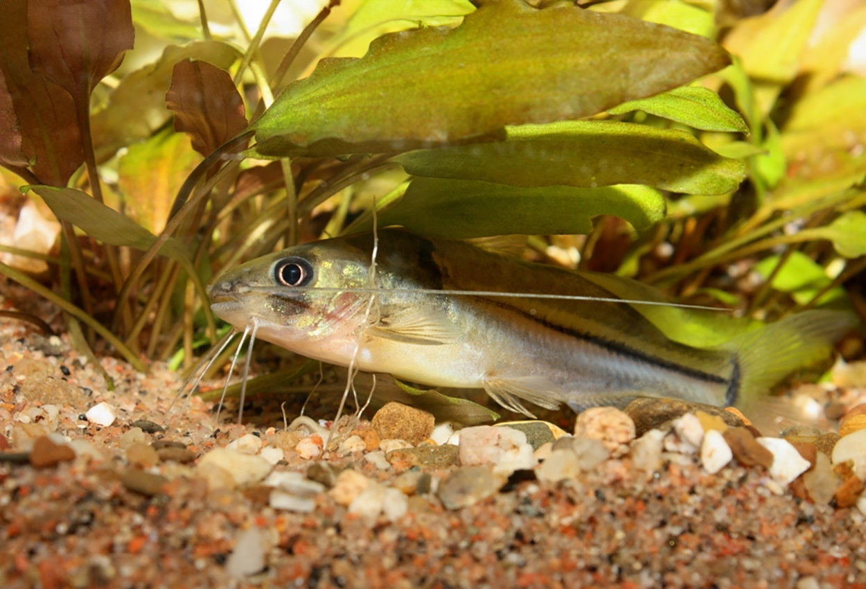 Brachyrhamdia meesi