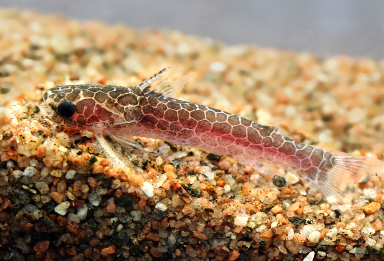 Centromochlus reticulatus