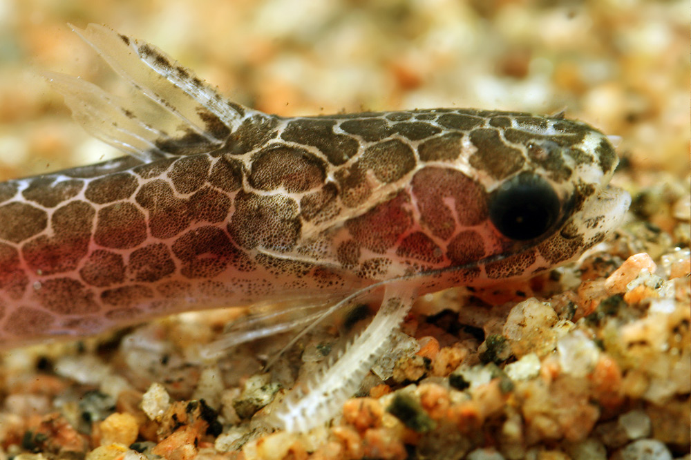 Centromochlus reticulatus