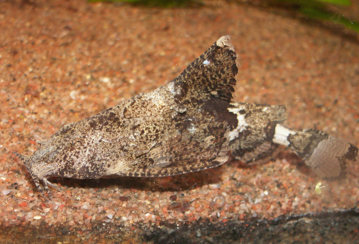 Erithistes pusillus