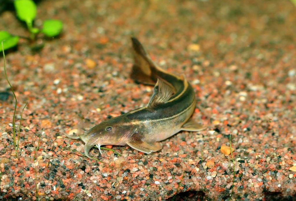 Glyptothorax major