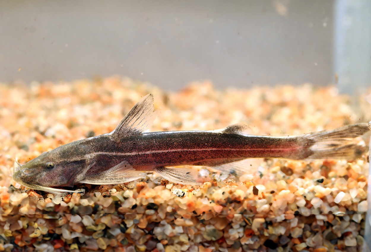 Glyptothorax trilineatus