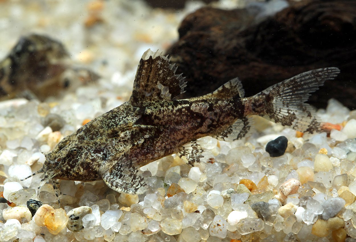 Erethistes minusculus