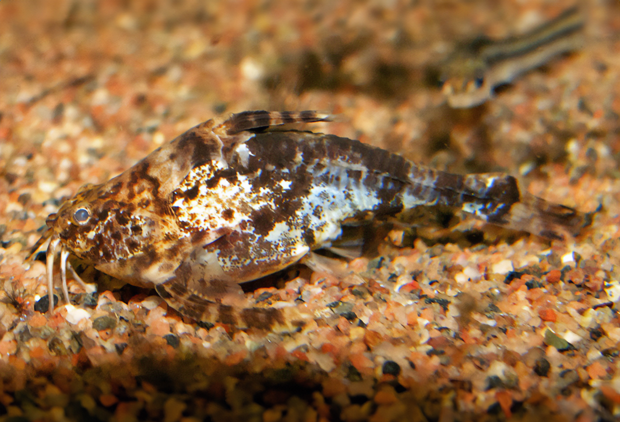 Physopyxis lyra
