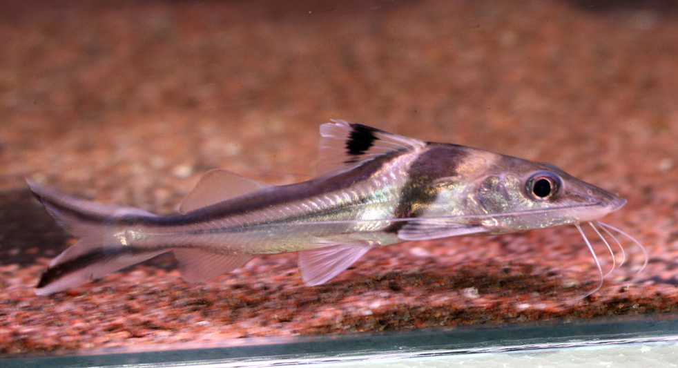 Pimelodus ornatus