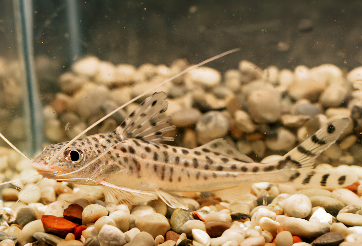 Pimelodus pictus