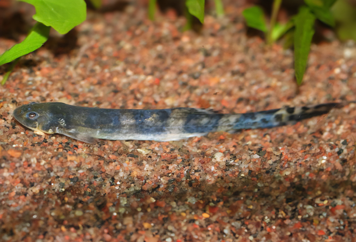 Pseudostegophilus nemurus