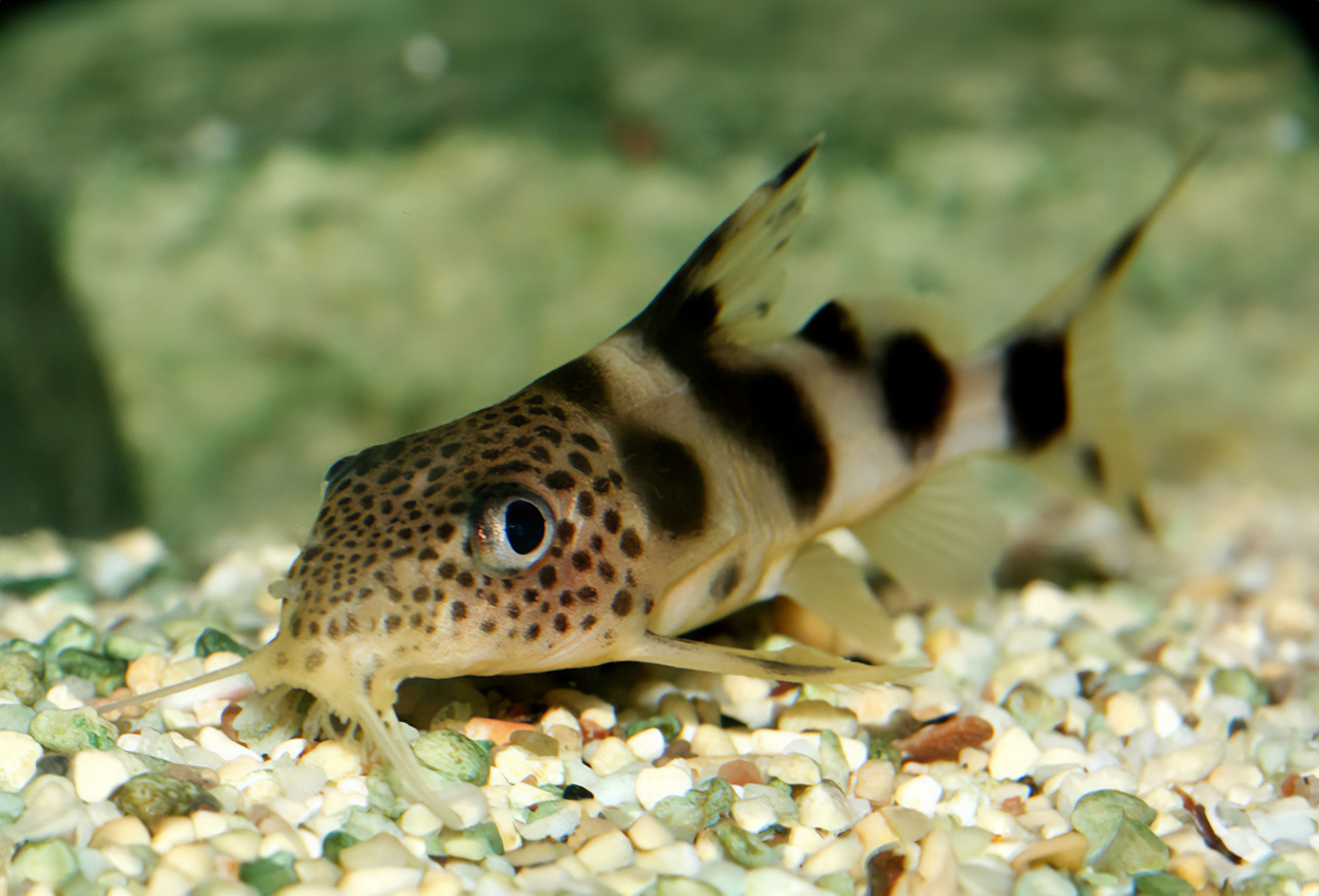 Synodontis sp. 'valentiana'