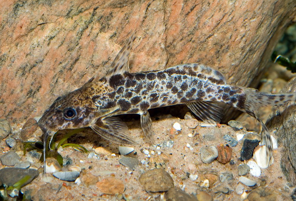 Synodontis camelopardalis