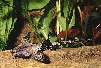 Bunocephalus coracoideus