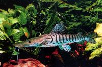Pseudoplatystoma fasciatum