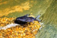 Synodontis nigrita