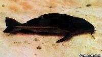Oxydoras niger