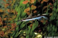 Sorubim lima