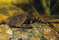 Bunocephalichthys verrucosus