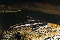 Platydoras costatus