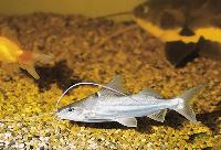 Pimelodus blochi,  Södra Brasilien