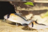 Brachyrhamdia rambarrani