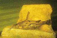 Amblydoras hancockii