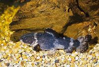 Batrochoglanis raninus, Brasilien
