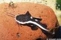 Phractocephalus hemioliopterus (yngel)