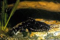 Agamyxis pectinifrons