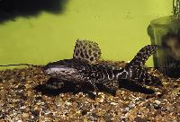 Perrunicthys perruno, Venezuela