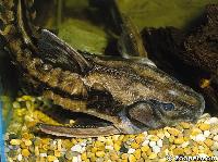 Megladoras uranoscopus, Amazonas Brasilien