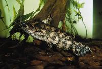 Trachelyopterus galeatus