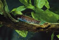 Tatia galaxias, Venezuela