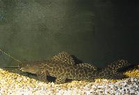 Leiarius marmoratus,  Peru och Brasilien