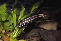 Trachelyopterichthys taeniatus, Brasilien