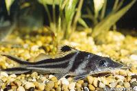 Pimelodus ornatus