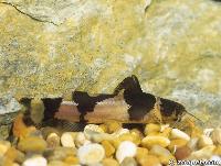Microglanis iheringi,  Colombia och Venezuela